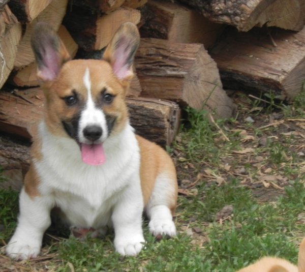 Jax (2).JPG Jax (2).JPG