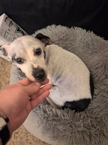 Chester.jpg