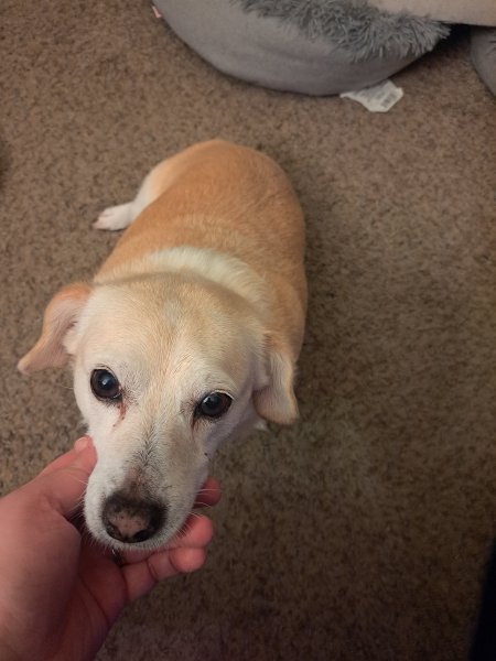 Lucy.jpg