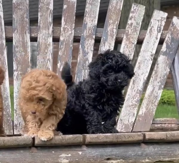 puppies.jpeg