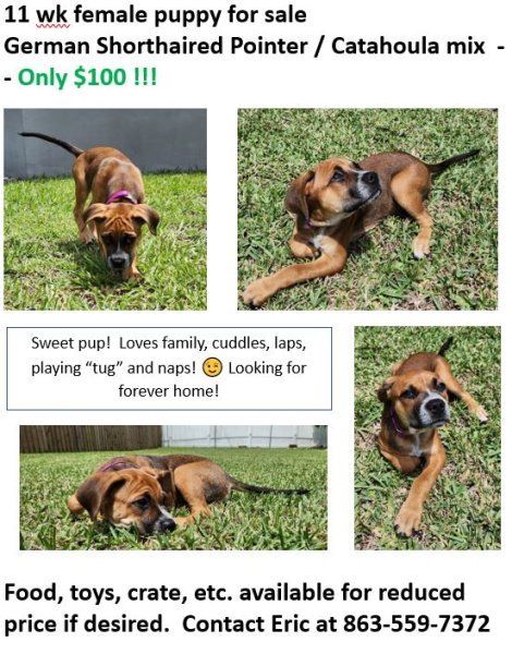 Sell Dog Rev.JPG Sell Dog Rev.JPG