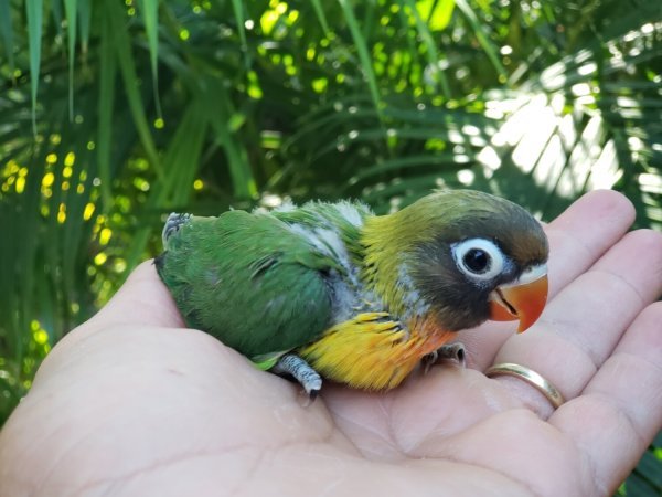 green lovebird.jpg green lovebird.jpg