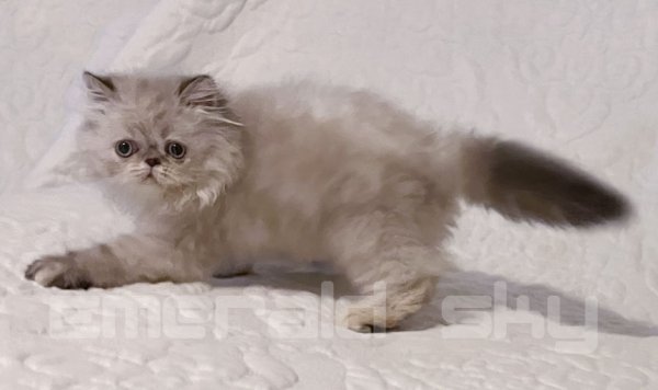 CottonBall4Med.jpg