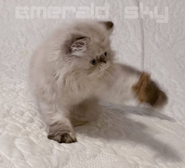 CottonBall2Med copy.jpg