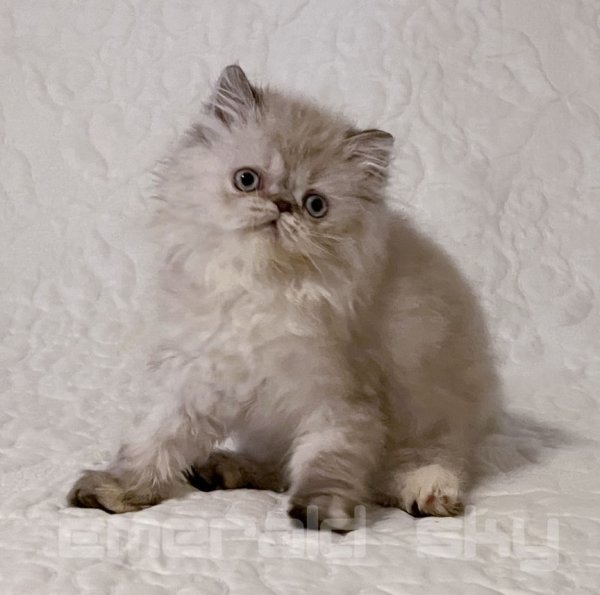 CottonBall1.jpg