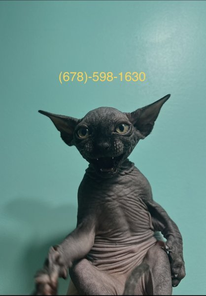 378C4D52-3467-421F-B96C-D01EA0C87790.jpeg