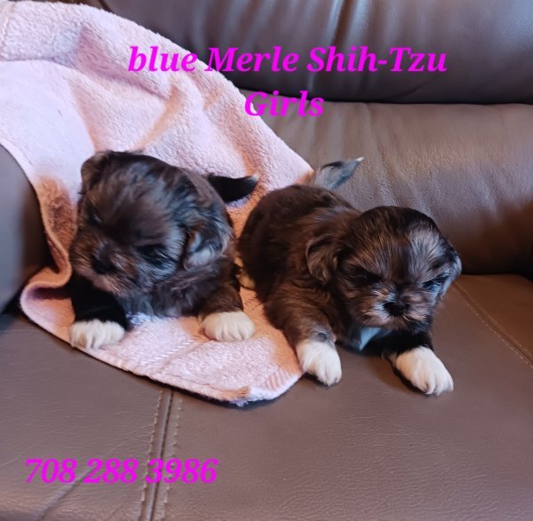 Blue Merle Shih-tzu girls face.jpg