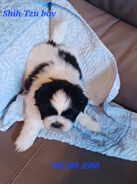 black n white shih-tzu boy body.jpg