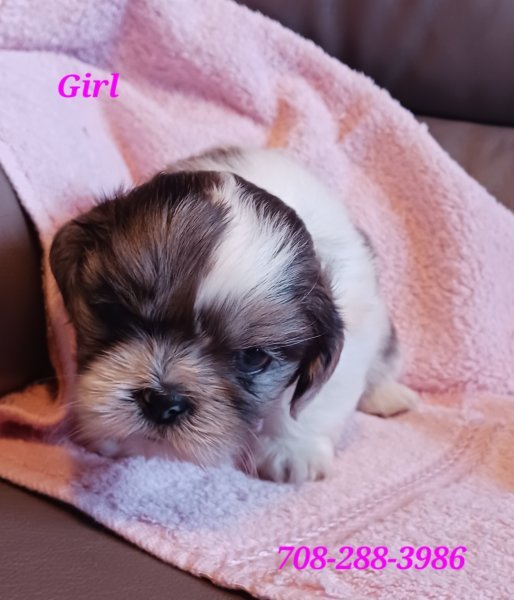 Shih-tzu Blue Merle girl more white- face.jpg