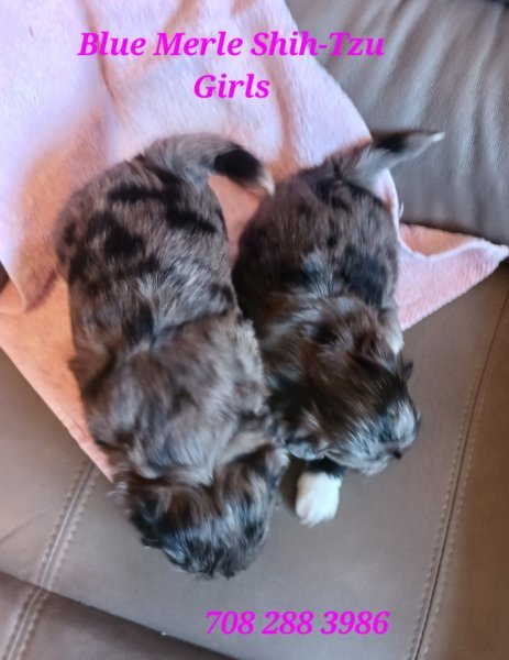 Blue merle Shih-tzu girls body shot.jpg
