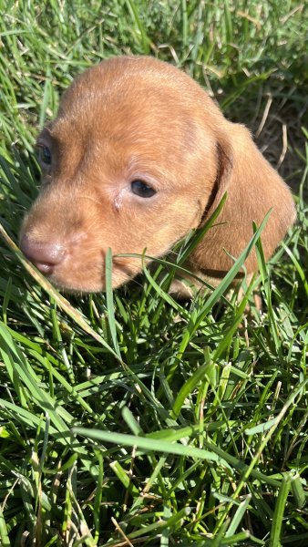 Red Brindle Male.jpg