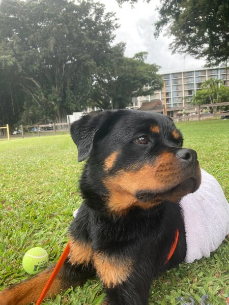 Kaimana after swim.jpg Kaimana after swim.jpg