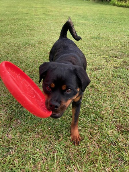 Kaimana loves frisbie-061623.jpg Kaimana loves frisbie-061623.jpg