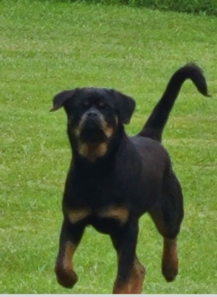 Prancing2.jpg Prancing2.jpg