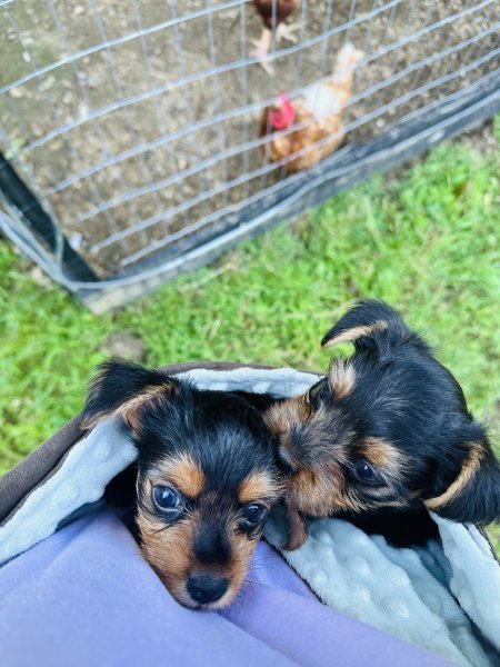 pups.jpg