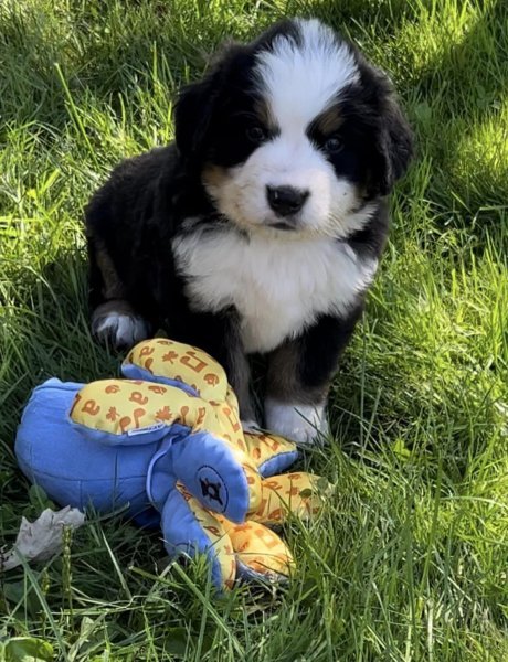 pup2.jpg