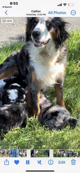 pup4.jpg