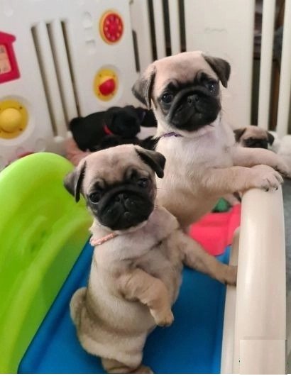 Pug 2.jpg