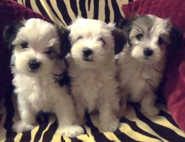3 morkies 2.jpg 3 morkies 2.jpg