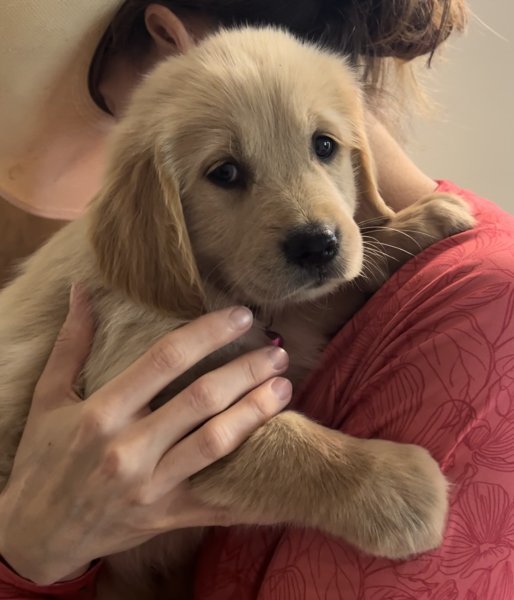 Puppy cute.jpeg Puppy cute.jpeg