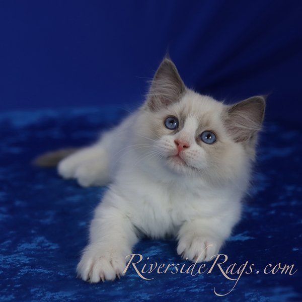 Blue Bicolor ragdoll kitten - Dash.JPG