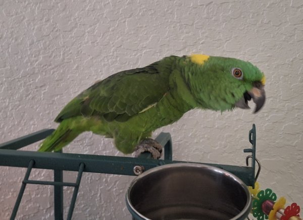 oliver 3.jpg oliver 3.jpg