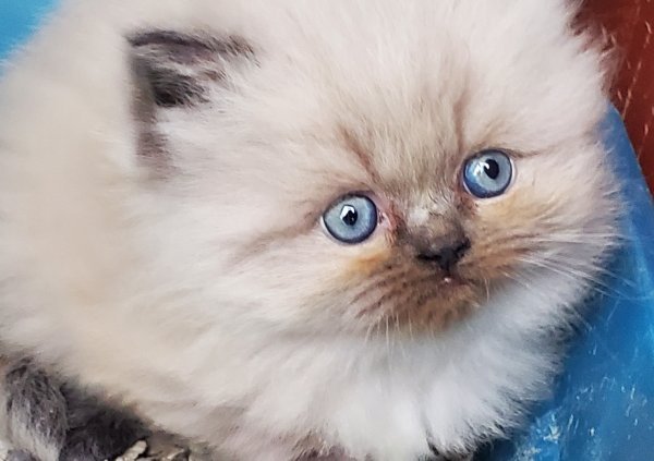 kitten 6.jpg