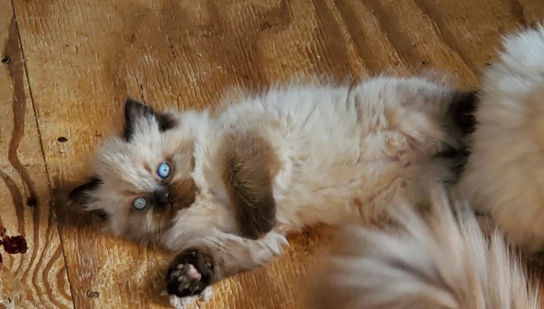 kitten 2023 #2.jpg kitten 2023 #2.jpg