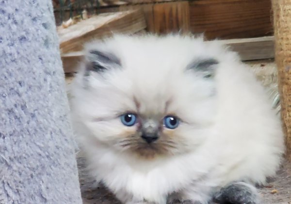 kitten 8.jpg