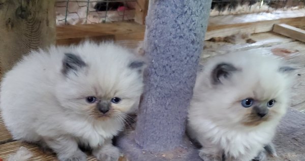 kitten 7.jpg kitten 7.jpg