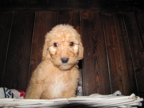 IMG_8221 goldie.JPG