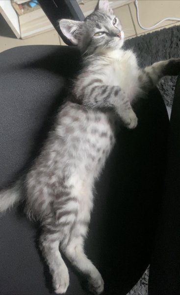 lucy kitten.jpg lucy kitten.jpg