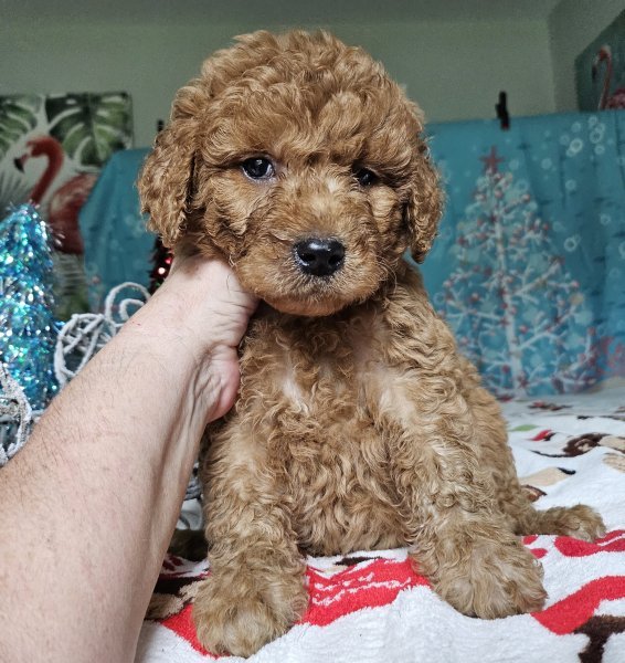 dandy (12).jpg dandy (12).jpg