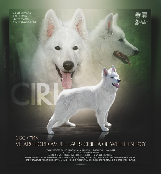 CIRI Poster .jpg