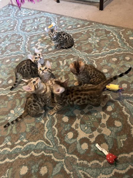 IMG_1187.jpeg IMG_1187.jpeg