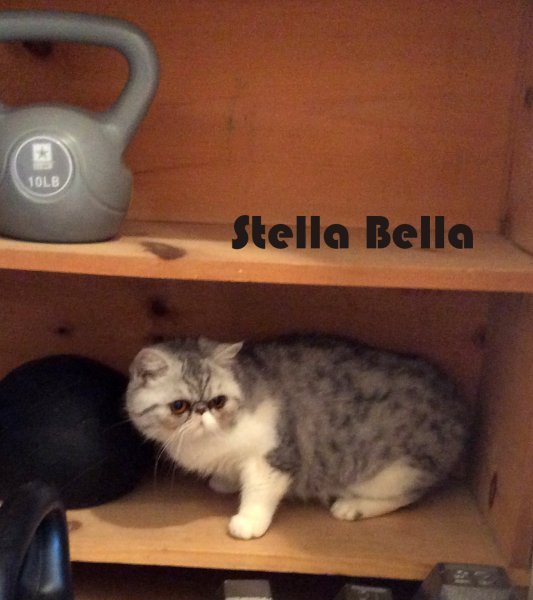 Stella Pic3 ,25,2023.jpg Stella Pic3 ,25,2023.jpg
