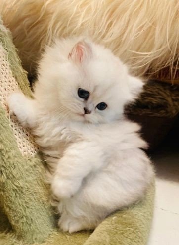 persian-cats-for-sale-persian-chinchilla-ragdoll-headley-epsom-image-5.jpg
