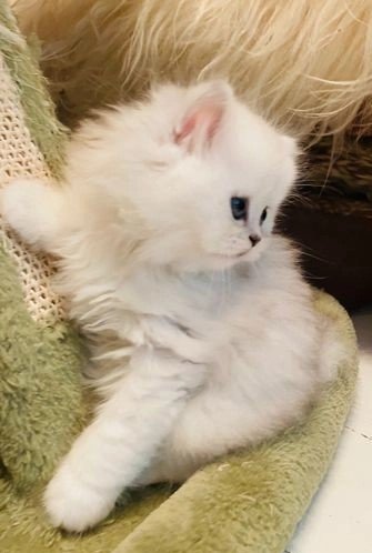 persian-cats-for-sale-persian-chinchilla-ragdoll-headley-epsom-image-6.jpg