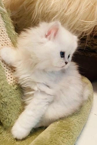 persian-cats-for-sale-persian-chinchilla-ragdoll-headley-epsom-image-6.jpg persian-cats-for-sale-persian-chinchilla-ragdoll-headley-epsom-image-6.jpg