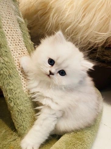 persian-cats-for-sale-persian-chinchilla-ragdoll-headley-epsom-image-7.jpg