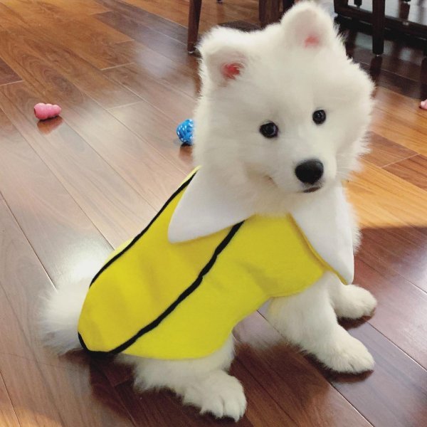 Bao 1.jpeg Bao 1.jpeg