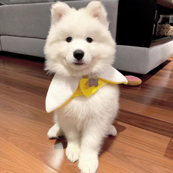 Bao 2.jpeg