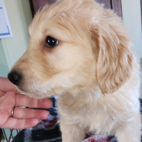 Brooklea Beauties Doodle boy from Thansgiving litter.jpg