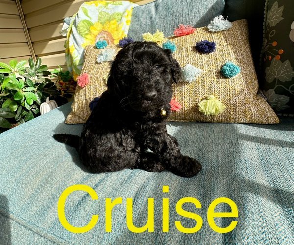 cruise.jpg