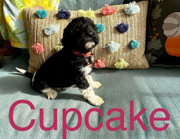 cupcake.jpg cupcake.jpg