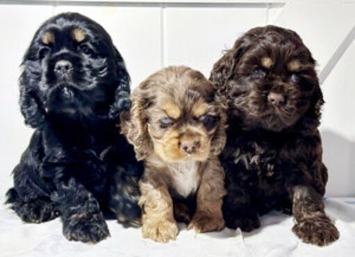 COCKER PUPSSSS.jpg