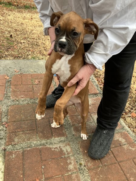 pup4.jpg pup4.jpg