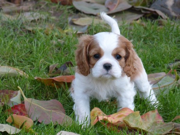 cavalier King Charles.jpg cavalier King Charles.jpg