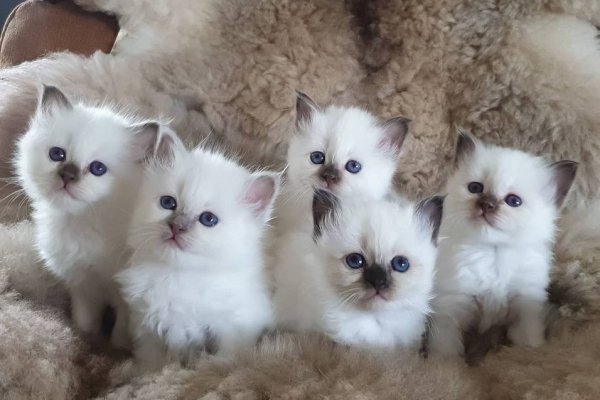 birman-kittens-for-sale-1.jpg