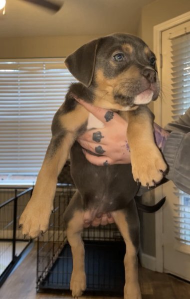 pup3.JPG pup3.JPG